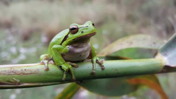 Green tree frog sitting on a branch in Greece