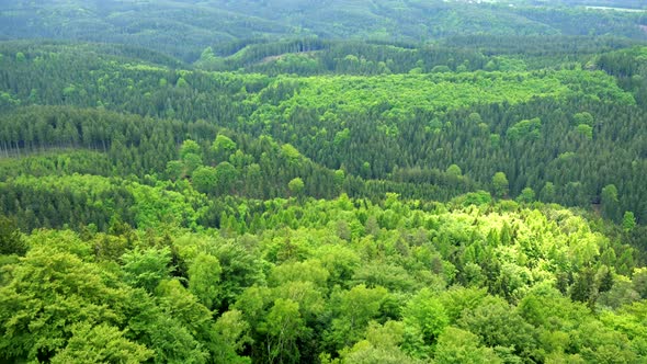 A Thick, Vast Forest Area - Top View