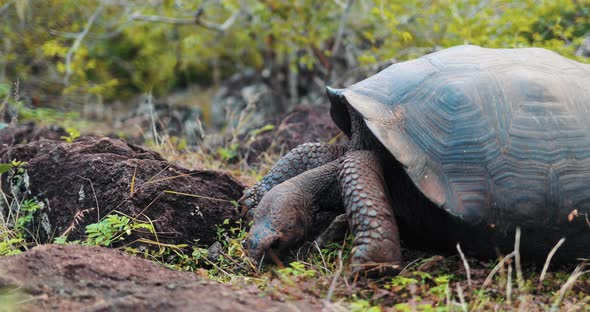 Galapagos tortoise walking around eating shrub