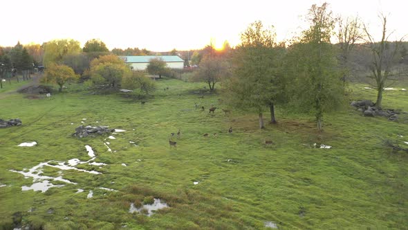 herd of deer at sunset