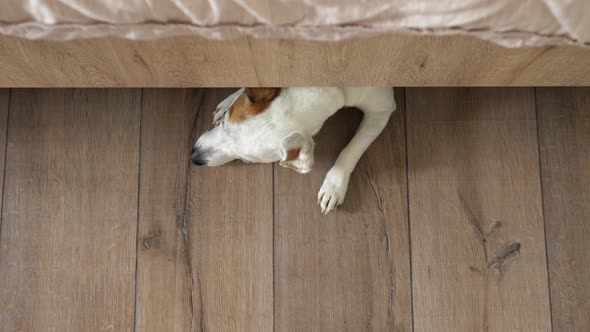 top view the dog lies under the bed on the floor