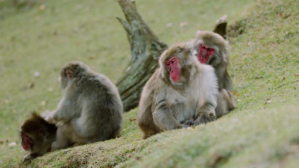 Japanese Macaque Shot Near Kyoto Japan