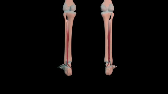 Tibialis Posterior Muscles Full Roration Loop