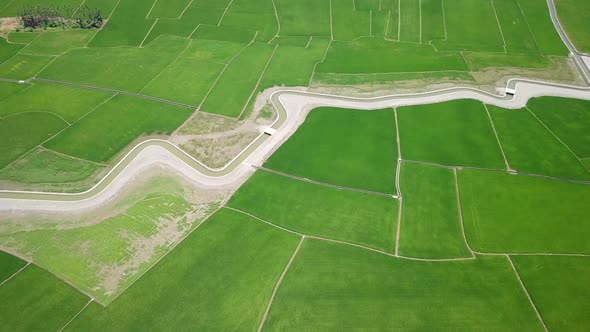 Drone fly over the rice field