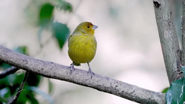 A Beautiful Yellow Saffron Finch Perched on a Branch and Flies Away