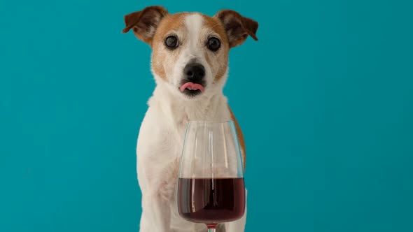 Dog Lapping From a Glass of Wine