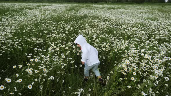 Boy Child Runs Through a Chamomile Field