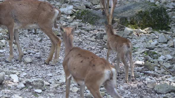 Close up shot of cute Mouflon Family walking on rocky hills in nature,4K prores