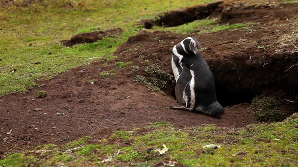 Magellanic Penguin Next To It's Nest