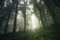 green forest with lush vegetation in fog, fantasy landscape - PhotoDune Item for Sale