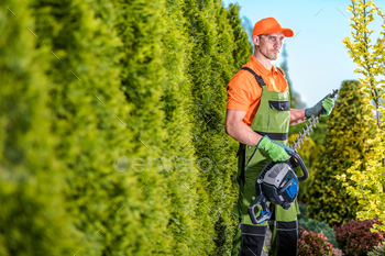 of Shrub Wall in the Garden Keeping the Professional Hedge Trimmer in His Hands. Ready to start the Thuja Shaping Work. Garden Care and Maintenance Theme.