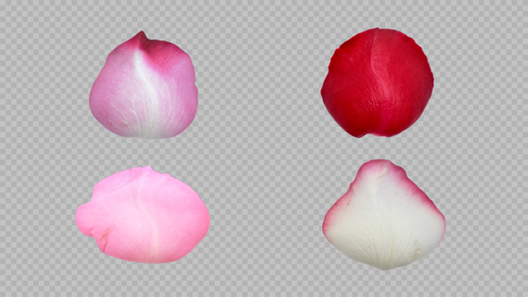 Rose Petal Rotation