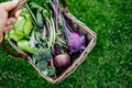 Basket vegetables cabbage, carrots, cucumbers, beets, beans, peas, zucchini, broccoli, kohlrabi. - PhotoDune Item for Sale