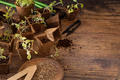 Vegetable seedlings in biodegradable pots on wooden table close up. Urban gardening - PhotoDune Item for Sale