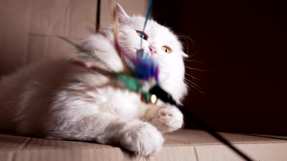 Cute Furry Cat Playing with Feather Toy in Cardboard Box