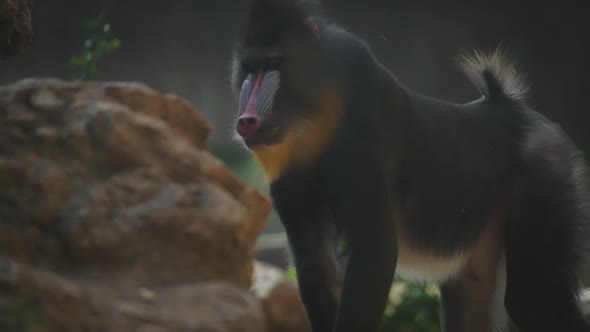 Mandrill walking between the rocks