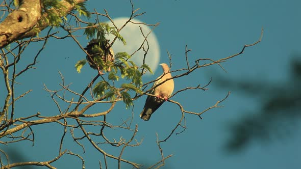 A male dove postures and does a mating dance for a female with the moon in the background