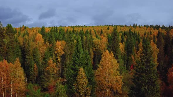 Autumn Forest with Golden Foliage. Yellow Leaves on Tree Crowns in Fall. Aerial Perspective View