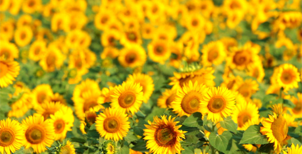 Sunflowers alt