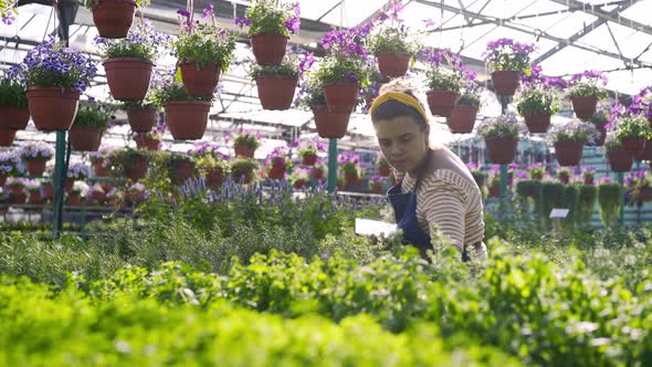 Gardener with Tablet Takes Fresh Thyme in Pot in Greenhouse