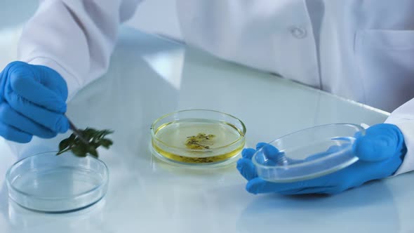 Scientist Putting Green Herb in Chemical Liquid, Organic Soap, Beauty Industry