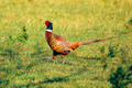 Pheasant (Phasianus colchicus) bird on the meadow - PhotoDune Item for Sale