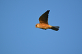 Red-footed falcon (Falco vespertinus) flying - PhotoDune Item for Sale