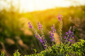 Salvia nemorosa - Woodland Sage close up photo - PhotoDune Item for Sale