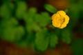 Close-up photo of Yellow blooming flowers of the Chelidonium majus - PhotoDune Item for Sale