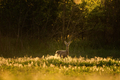 European roe deer (Capreolus capreolus) on the meadow - PhotoDune Item for Sale