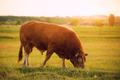 Limusin cattle , bull on the pasture - PhotoDune Item for Sale