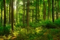 Colorful vivid green spring enchanted forest - PhotoDune Item for Sale