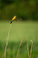 Western yellow wagtail (Motacilla flava) , yellow colorful bird - PhotoDune Item for Sale