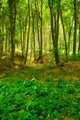 Colorful vivid green spring enchanted forest - PhotoDune Item for Sale