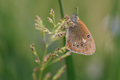 Chestnut heath butterfly - Coenonympha glycerion on the grass - PhotoDune Item for Sale