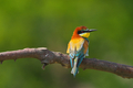 European Bee-Eater - Merops Apiaster on a branch , exotic colorful migratory bird - PhotoDune Item for Sale