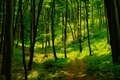 Trail in the colorful green spring forest in Hungary - PhotoDune Item for Sale