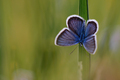 Common blue butterfly - polyommatus icarus on the grass - PhotoDune Item for Sale