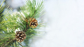 Closeup of pine cone on fir tree brunch under snow.  - PhotoDune Item for Sale