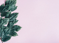 Dark green leaves frame over pastel pink background - PhotoDune Item for Sale
