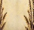 Wheat ears on vintage textured paper background.  - PhotoDune Item for Sale
