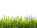 Closeup of fresh green grass isolated over white background. - PhotoDune Item for Sale