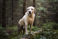 Wet and dirty dog during hike in deep forest - PhotoDune Item for Sale