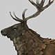 Moving stag - 3DOcean Item for Sale