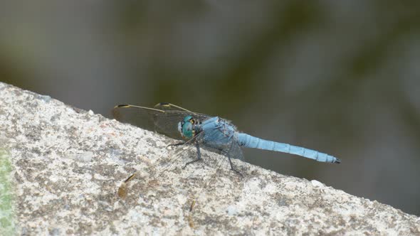 Blue Dragonfly Perched on a concrete wall and turn head around - close-up