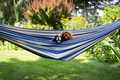 Two dogs in hammock - PhotoDune Item for Sale