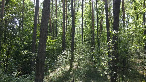 Green Forest with Trees By Day