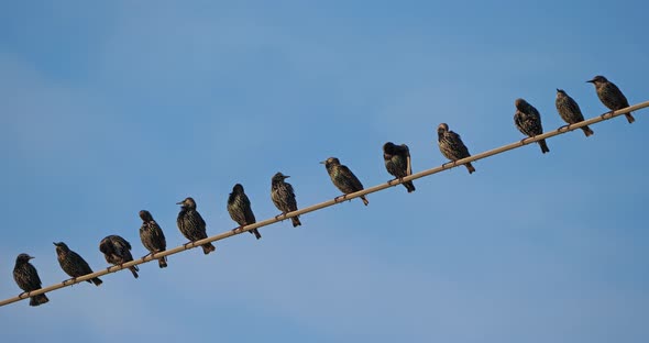 A flock of European starlings (Sturnus vulgaris) roost on overhead wires. Occitanie, France