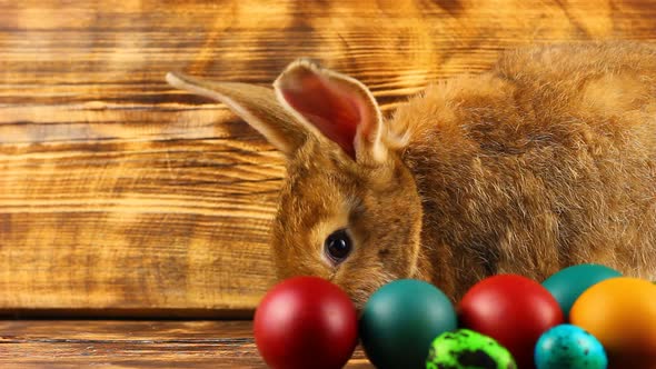 Curious Little Fluffy Brown Bunny Sits on a Wooden Background with Multicolored Painted Easter Eggs