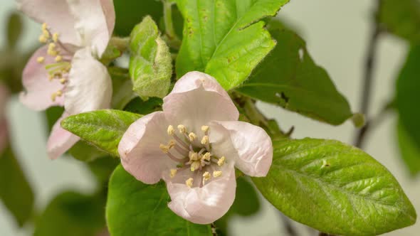 Quince Blossom Timelapse